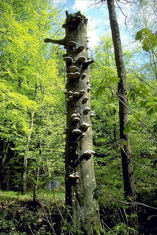Candle Snag Tree