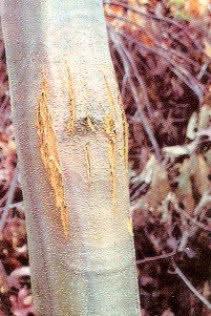 Chestnut tree affected by ink disease