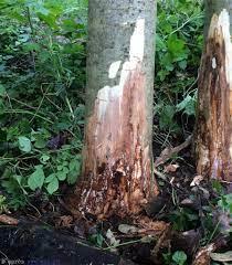Ash dieback (Chalara ash dieback) An ash tree affected by ash dieback (Chalara ash dieback)