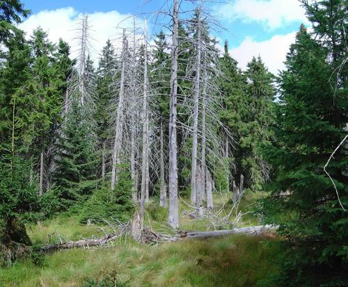  The bark beetles: several dead spruces due to these parasites