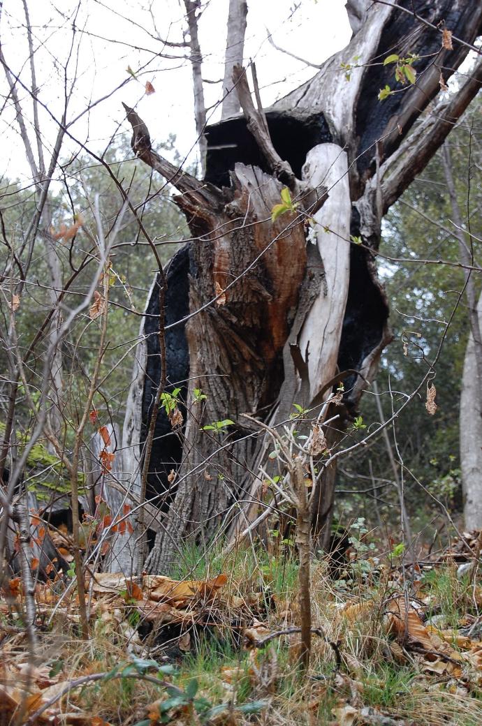 Ink disease of chestnut tree