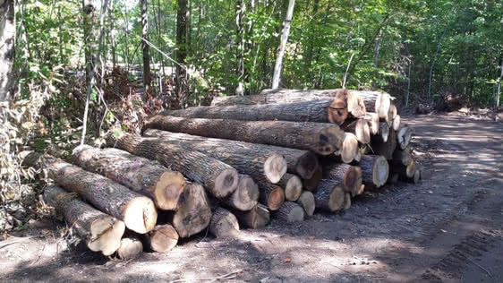 Billions de bois pour trituration
