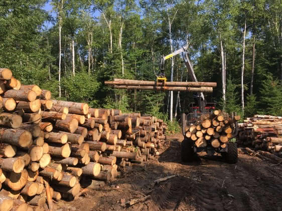 Manipulation à la grue forestière de billion de bois