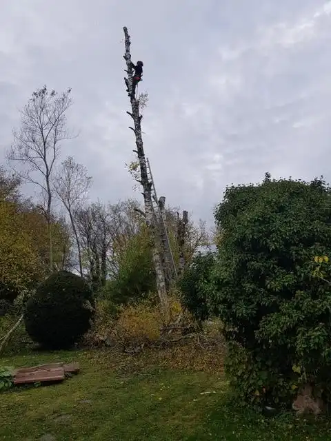 Démontage, abattage d'un bouleau avec le gérant dans l'arbre Démontage, abattage d'un bouleau avec le gérant dans l'arbre