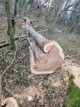 Chêne foudroyé, abattu par câblage