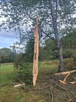 Arbre cassé par le milieu Arbre cassé par le milieu à Esprel en Haute Saone