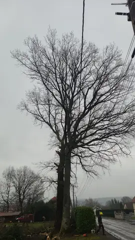 Arbre en prise dans le réseau électrique Enedis