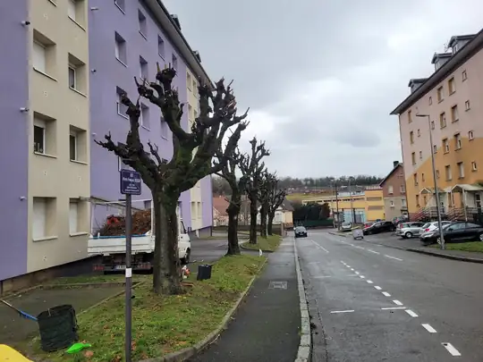 Elagage saisonnier à Belfort pour une copropriété