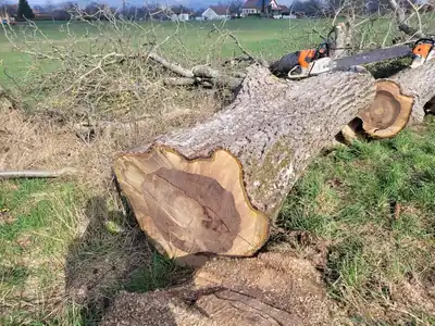 Abattage d'un noyer dépérissant en Haute-Saône