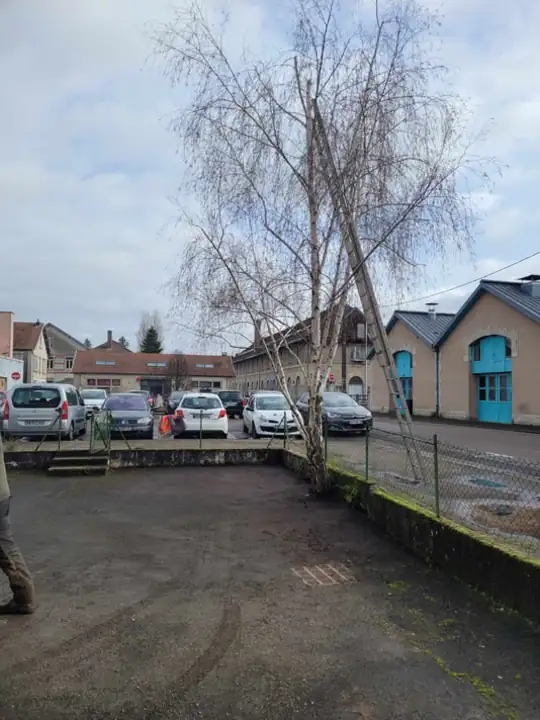 Réduction des cimes de bouleau au centre ville de Vesoul
