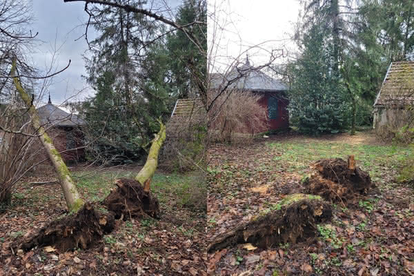 Abattage difficile de frênes déracinés proche des habitations.
